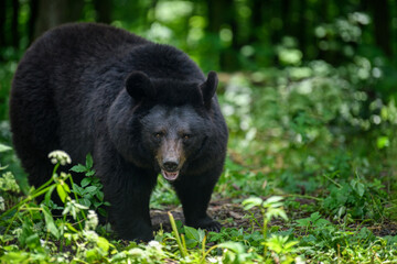 Asiatic black bear (Ursus thibetanus) in summer forest. Wildlife scene from nature
