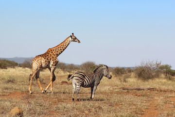 Giraffe und Steppenzebra / Giraffe and Burchell's zebra / Giraffa Camelopardalis et Equus burchellii