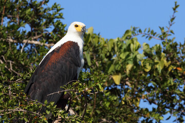 Afrikanischer Schreiseeadler / African fish-eagle / Haliaeetus vocifer.