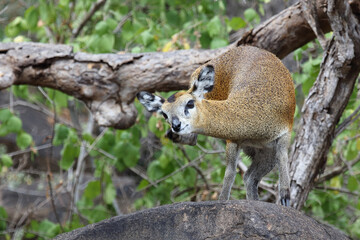 Klippspringer / Klipspringer / Oreotragus oreotragus