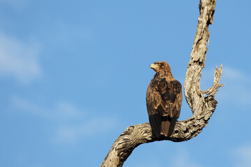 Wahlbergsadler / Wahlberg's  eagle / Aquila wahlbergi