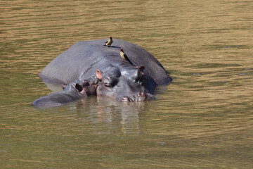 Flußpferd und Rotschnabel-Madenhacker / Hippopotamus and Red-billed oxpecker / Hippopotamus...