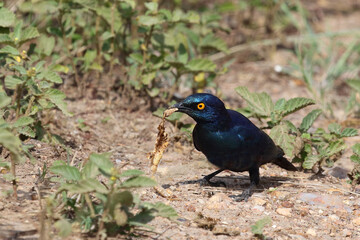 Rotschulter-Glanzstar/ Cape glossy starling or Red-shouldered starling / Lamprotornis nitens..