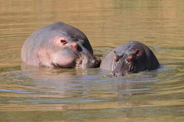 Flu&szlig;pferd / Hippopotamus / Hippopotamus amphibius