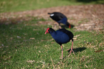 An Australasian swamphen, also known as a pukeko, striding across a grassy area, while another pecks away in the background