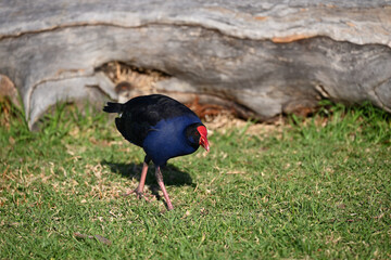 Australasian swamphen, also known as a pukeko, strolling along a grassy area, with a wooden log in the background