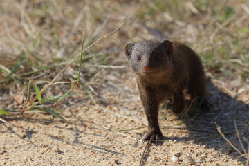 Südliche Zwergmanguste / Dwarf mongoose / Helogale parvula