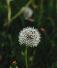 dandelion, flower, nature, plant, green, grass, seed, spring, white, summer, seeds, macro, blowball, flora, wind, weed, blossom, garden, field, fluffy, meadow, stem