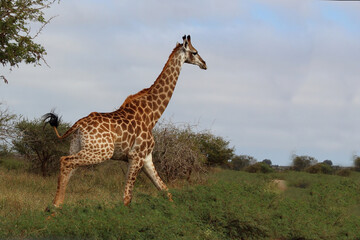 Giraffe / Giraffe / Giraffa camelopardalis.