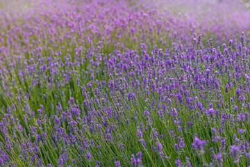 purple lavender flower growing in a warm green summer garden in the rays of the sun