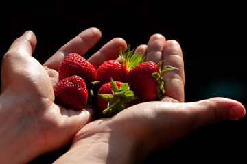 Fresh organic strawberry in woman hands in natural light