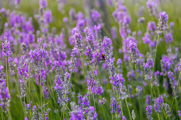 purple lavender flower growing in a warm green summer garden in the rays of the sun