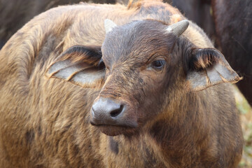 Fototapeta premium Kaffernbüffel / African buffalo / Syncerus caffer.