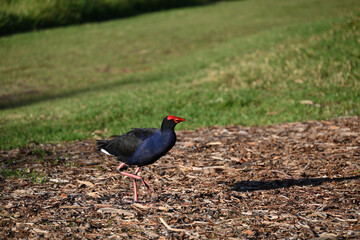 Australasian swamphen, also known as a pukeko, striding across a mulch covered area late in the afternoon
