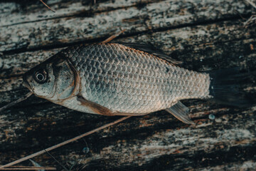 fish, caught fish, goldfish, fish lies, catch, fishing, fresh, carp, seafood, scales, on a tree,...