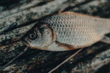 close up of a trout,fish, caught fish, goldfish, fish lies, catch, fishing, fresh, carp, seafood, scales, on a tree, food, desire, lunch, omega, vitamins,trout, water, tail, river, freshwater, crucian