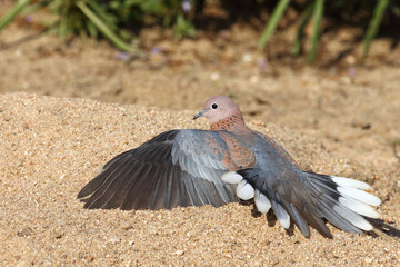 Palmtaube oder Senegaltaube / Laughing dove or Little brown dove / Stigmatopelia senegalensis uel Spilopelia senegalensis