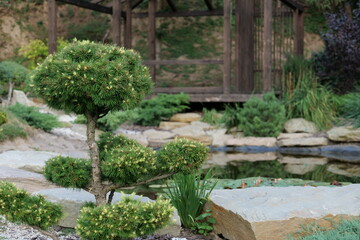 Fototapeta premium landscape design in the style of a Japanese garden
