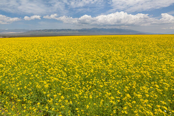 Obraz premium Vast field of blooming rapeseed with mountains in the background, Qinghai province, China