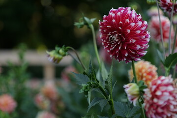 cherry red ruby dahlia flowers