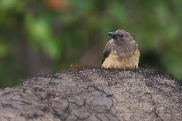 Rotschnabel-Madenhacker / Red-billed oxpecker / Buphagus erythrorhynchus.