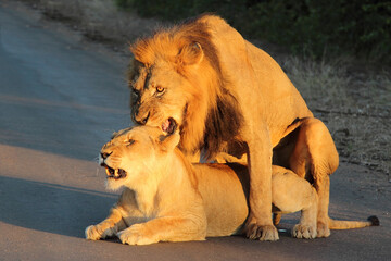 Afrikanischer Löwe / African lion / Panthera leo..