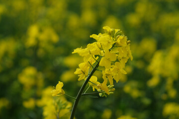 A stem of a blooming rapeseed, close-up. Yellow flowers.