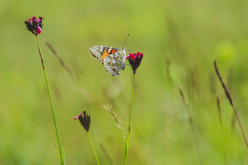Butterfly on a flower