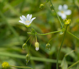 Cerástium flower on the slopes of the northern Tien Shan