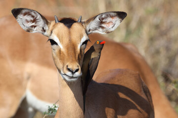 Schwarzfersenantilope und Rotschnabel-Madenhacker / Impala and Red-billed oxpecker / Aepyceros...