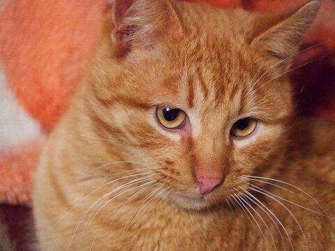 Portrait of an adult red cat, close-up. A cat with an expressive look. A pet.