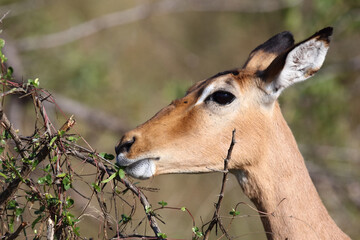 Schwarzfersenantilope / Impala / Aepyceros melampus
