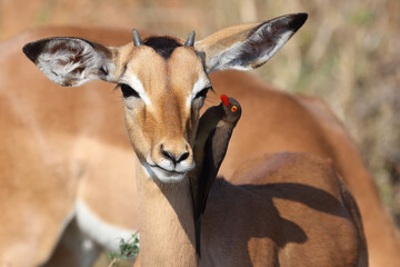 Schwarzfersenantilope und Rotschnabel-Madenhacker / Impala and Red-billed oxpecker / Aepyceros melampus et Buphagus erythrorhynchus.