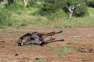 Streifengnu / Blue wildebeest / Connochaetes taurinus
