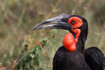 Kaffernhornrabe / Southern ground hornbill / Bucorvus leadbeateri