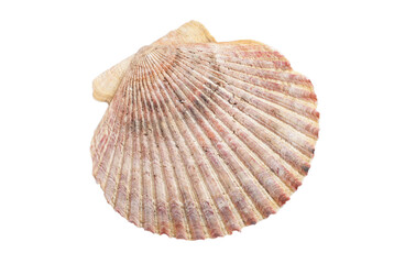 Large shell isolated on white background