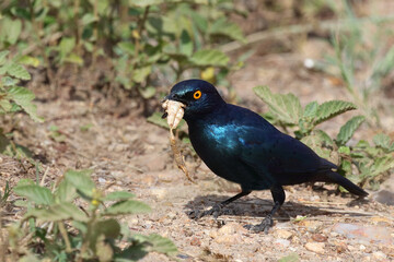 Rotschulter-Glanzstar/ Cape glossy starling or Red-shouldered starling / Lamprotornis nitens..
