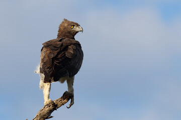 Kampfadler / Martial eagle / Polemaetus bellicosus