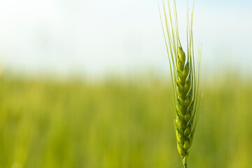  Wheat field background. Wheat harvest on a summer sunny field. Agriculture, rye farming and growing bio eco food concept