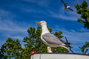 Rome, Lazio, Italy - An aggressive seagull resting on the hood of the garbage truck. Another seagull flies in the blue sky.