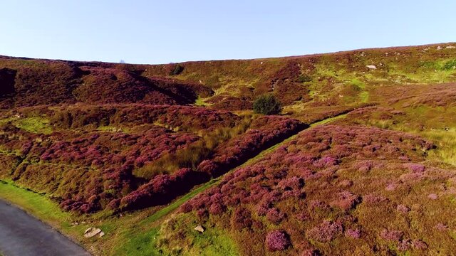 North York Moors Heather, Drone close fly overhead at Danby Dale in Summer - Clip 2