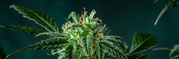 Cannabis panorama. Marijuana plant, ready for harvest, with yellow stigmas and many trichomes. Growing cannabis for medical purposes