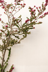 Fototapeta premium Red flowers branch, leaves on neutral beige concrete wall. Natural floral minimal background.