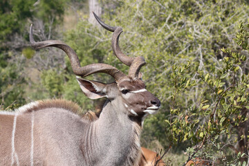 Großer Kudu / Greater kudu / Tragelaphus strepsiceros.