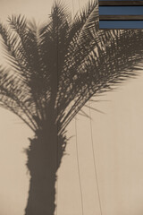 Tropical palm tree sunlight shadow on wall. Aesthetic floral blurred silhouette reflection on neutral beige background