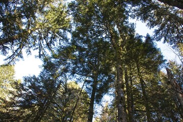 tree in the forest in france