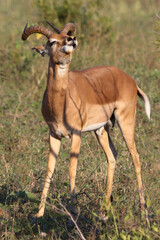 Schwarzfersenantilope / Impala / Aepyceros melampus