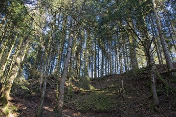 tree in the forest in france