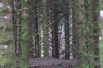 tree in the forest in france