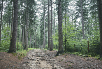 Rainy day in Karkonosze Mountains forest, Poland.
